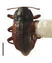 Bryelmis rivularis