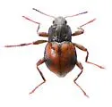 Bryelmis rivularis - photo 2