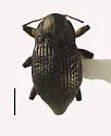 Bryelmis siskiyou