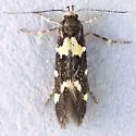 Brymblia quadrimaculella - Hodges#1055