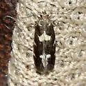 Brymblia quadrimaculella - Hodges#1055 - photo 2