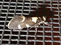 Brymblia quadrimaculella - Hodges#1055 - photo 4