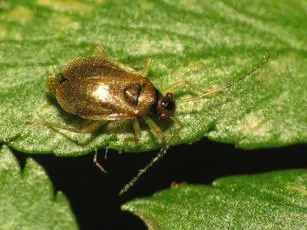 Bryocoris pteridis
