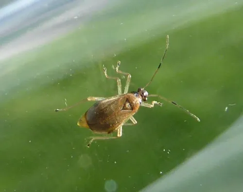 Bryocoris pteridis - photo 2