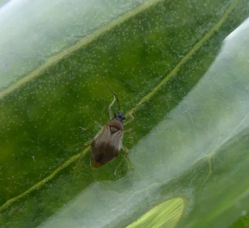 Bryocoris pteridis - photo 3