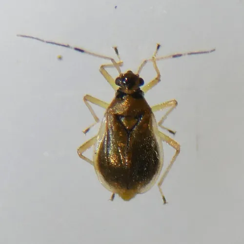 Bryocoris pteridis - photo 4
