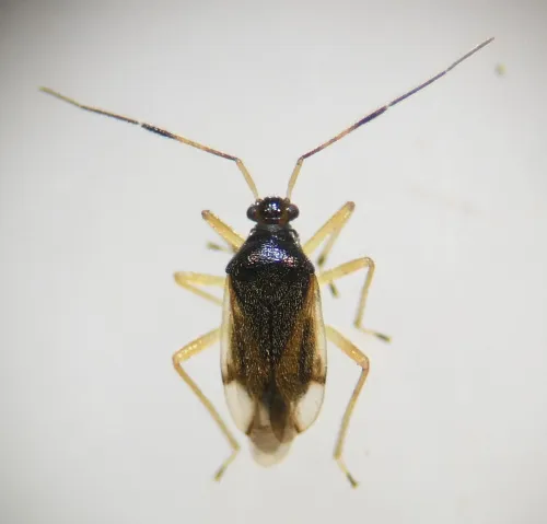 Bryocoris pteridis - photo 5