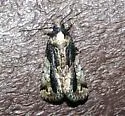 Bryolymnia anthracitaria - Hodges#9686.1 - Bryolymnia anthracitaria