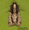 Bryolymnia anthracitaria - Hodges#9686.1 - photo 2
