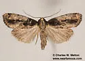 Bryolymnia anthracitaria - Hodges#9686.1 - photo 3