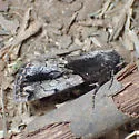 Bryolymnia anthracitaria - Hodges#9686.1 - photo 4