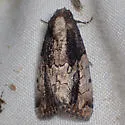 Bryolymnia anthracitaria - Hodges#9686.1 - photo 5