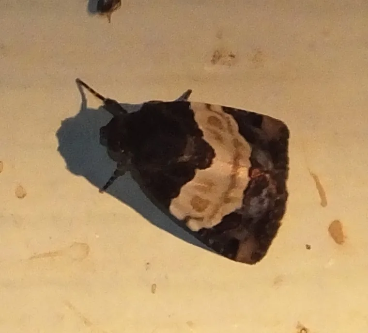 Bryolymnia biformata - Hodges#9683.1 - photo 2