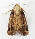 Bryolymnia ensina - Hodges#9683