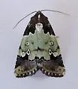 Bryolymnia marti - Hodges#9685.1