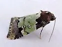 Bryolymnia marti - Hodges#9685.1 - photo 2