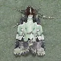 Bryolymnia marti - Hodges#9685.1 - photo 3