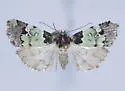 Bryolymnia marti - Hodges#9685.1 - photo 4
