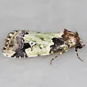 Bryolymnia marti - Hodges#9685.1 - photo 5