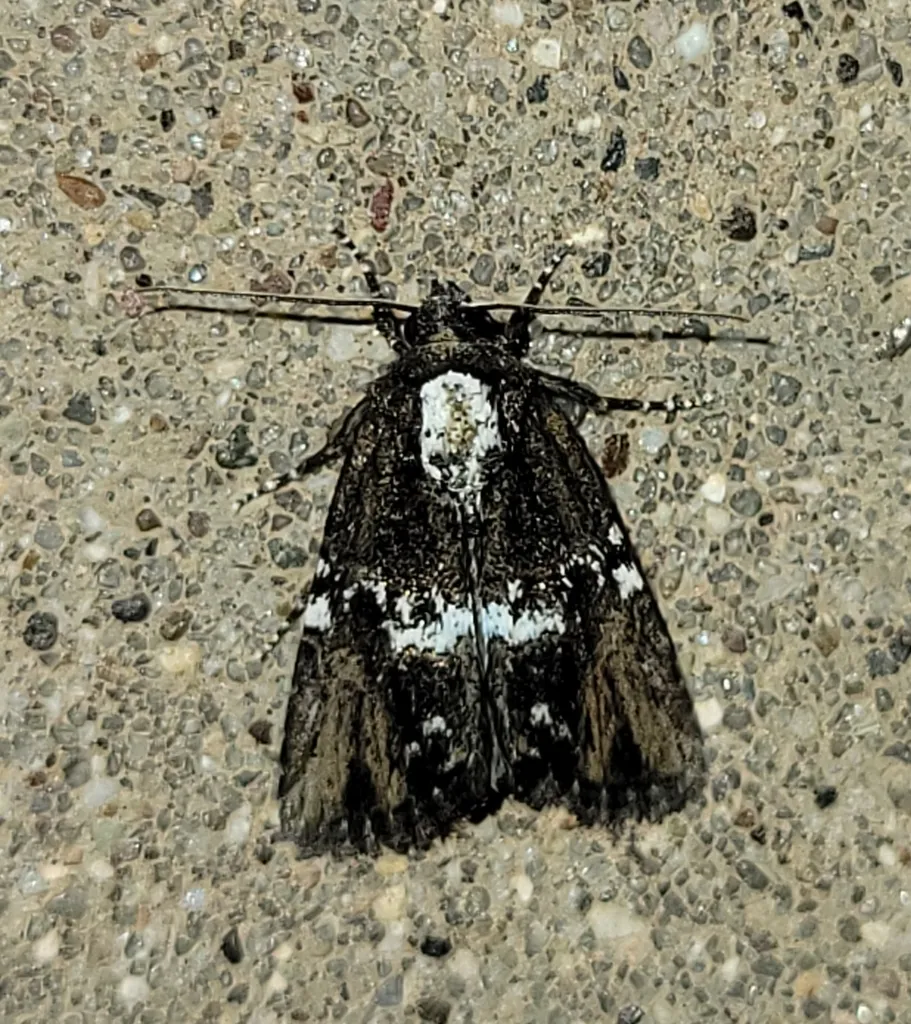 Half-banded Bryolymnia - Hodges#9686 - photo 2