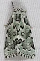 Bryolymnia viridata - Hodges#9296