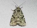 Bryolymnia viridata - Hodges#9296 - photo 4