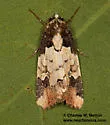 Bryolymnia viridimedia - Hodges#9685