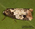 Bryolymnia viridimedia - Hodges#9685 - photo 2
