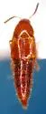 Bryophacis rubescens - Bryophacis rubescens