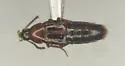 Bryophacis smetanai