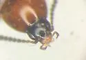 Bryophacis smetanai - photo 2