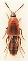 Bryophacis smetanai - photo 4