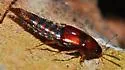 Bryoporus rufescens - photo 4