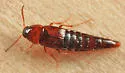 Bryoporus testaceus - Bryoporus testaceus