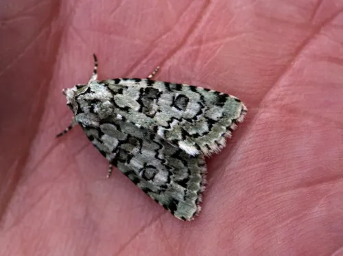 Marbled Green - Bryopsis muralis