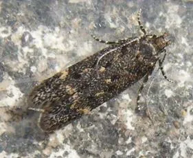 Bryotropha affinis