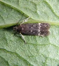 Bryotropha affinis - photo 2