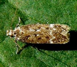 Bryotropha affinis - photo 3