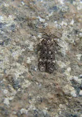 Bryotropha affinis - photo 4
