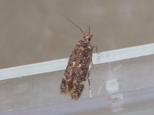 Bryotropha affinis - photo 5