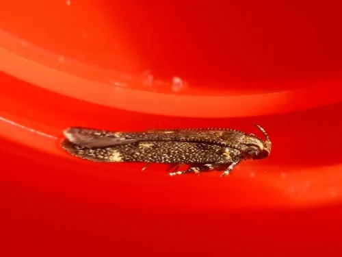 Bryotropha affinis - photo 6