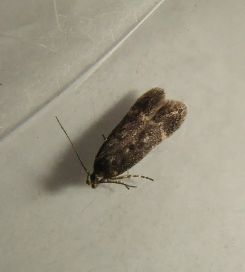 Bryotropha affinis - photo 7