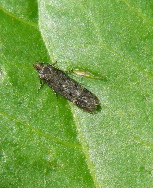 Bryotropha affinis - photo 8