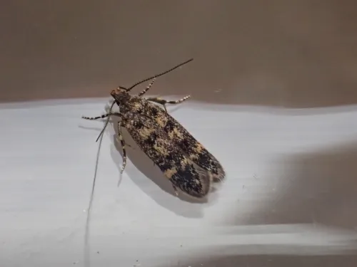 Bryotropha basaltinella