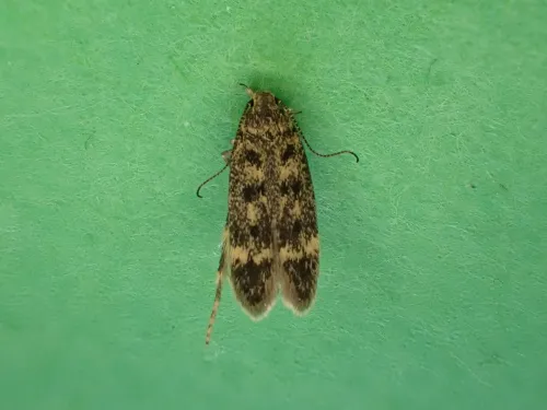 Bryotropha basaltinella - photo 2