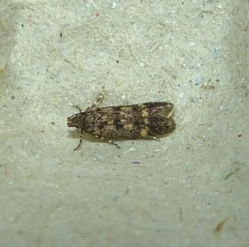 Bryotropha basaltinella - photo 3