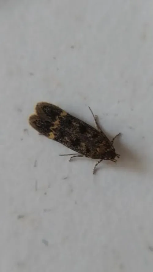 Bryotropha basaltinella - photo 4