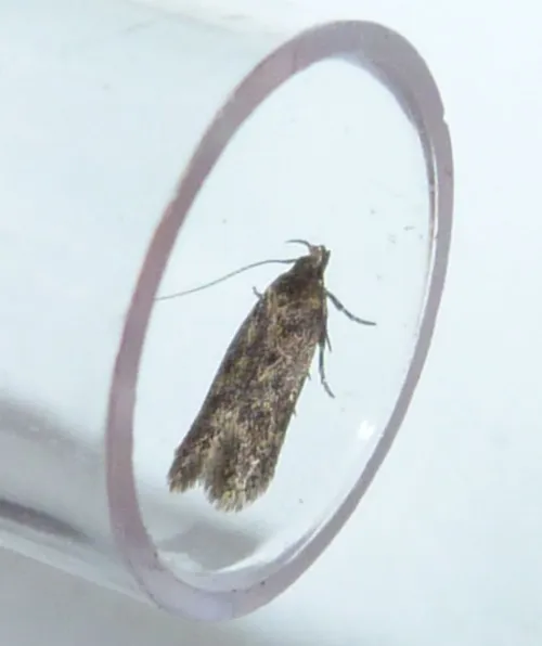 Bryotropha basaltinella - photo 6