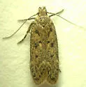 Bryotropha branella - Hodges#1922