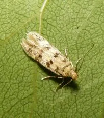 Bryotropha domestica
